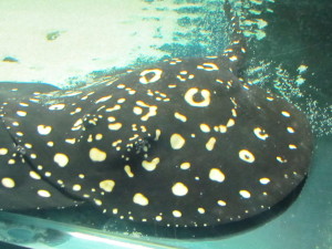 Black diamond