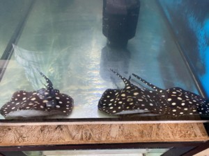 Females Black diamond
